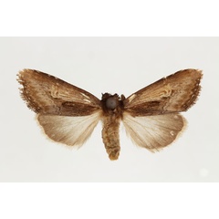 /filer/webapps/moths/media/images/G/glaucescens_Aspidifrontia_AF_RMCA.jpg