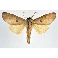 /filer/webapps/moths/media/images/D/dorsimaculata_Tmetopteryx_AM_NHMO_02.jpg