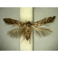 /filer/webapps/moths/media/images/N/nudicornis_Ascalenia_AF_TMSA.jpg