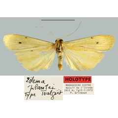 /filer/webapps/moths/media/images/P/plantei_Eilema_HT_MNHN.jpg