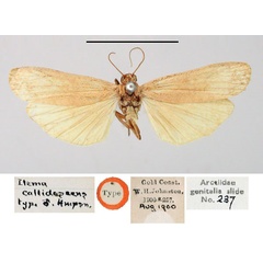 /filer/webapps/moths/media/images/C/callidescens_Ilema_HT_BMNH.jpg