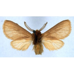 /filer/webapps/moths/media/images/C/carmel_Metarctia_HT_BMNH_01.jpg