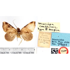 /filer/webapps/moths/media/images/C/confluens_Marcipa_LT_BMNH.jpg