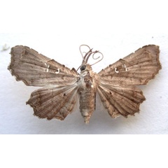 /filer/webapps/moths/media/images/M/microsema_Egnasia_A_Revell_02.jpg