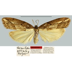 /filer/webapps/moths/media/images/A/alticola_Mimulosia_AT_MNHN.jpg