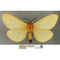 /filer/webapps/moths/media/images/U/unicolor_Coenostegia_PLT_BMNH_03.jpg
