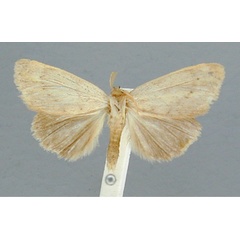 /filer/webapps/moths/media/images/O/orientalis_Lopiena_HT_RMCA.jpg