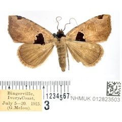 /filer/webapps/moths/media/images/T/triangulifera_Marcipalina_AF_BMNH.jpg