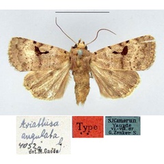 /filer/webapps/moths/media/images/A/angulata_Ariathisa_HT_ZMHB.jpg