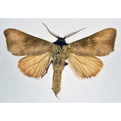 /filer/webapps/moths/media/images/E/extensa_Peratodonta_AM_NHMO.jpg