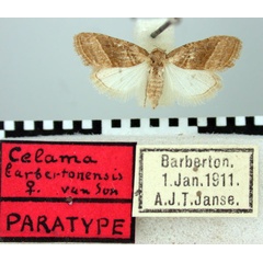 /filer/webapps/moths/media/images/B/barbertonensis_Celama_PTF_TMSA.jpg