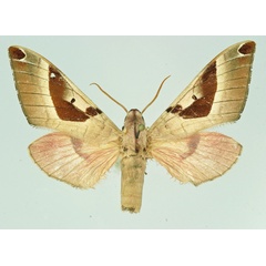 /filer/webapps/moths/media/images/O/occidentalis_Ceridia_AM_Basquin.jpg