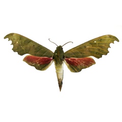 /filer/webapps/moths/media/images/B/bainbridgei_Phylloxiphia_AM_MNHN.jpg