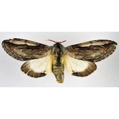 /filer/webapps/moths/media/images/P/phyllocampa_Afroplitis_AF_NHMO.jpg
