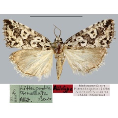 /filer/webapps/moths/media/images/T/triocellata_Lithacodia_AT_MNHN.jpg