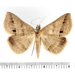 /filer/webapps/moths/media/images/S/stictigramma_Gesonia_AF_BMNH_01.jpg