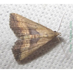 /filer/webapps/moths/media/images/M/matilei_Progonia_AF_Bippus.jpg