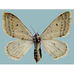 /filer/webapps/moths/media/images/P/palleuca_Scopula_AF_ZSM.jpg