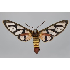 /filer/webapps/moths/media/images/C/chrysozona_Amata_A_BMNH.jpg