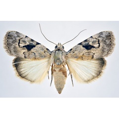 /filer/webapps/moths/media/images/B/bubo_Hypotacha_A_NHMO.jpg