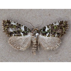 /filer/webapps/moths/media/images/M/melanochlora_Iambia_A_Butler.jpg