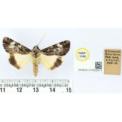 /filer/webapps/moths/media/images/L/leucopasta_Ulotrichopus_PT_BMNH.jpg