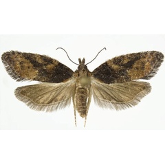 /filer/webapps/moths/media/images/A/africana_Lopharcha_PTF_NHMO.jpg