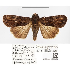 /filer/webapps/moths/media/images/G/gabonensis_Stenopterygia_AM_BMNH_04.jpg