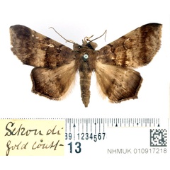 /filer/webapps/moths/media/images/W/woerdenialis_Libystica_AM_BMNH.jpg