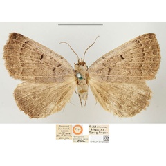 /filer/webapps/moths/media/images/T/titanica_Eublemma_HT_BMNH.jpg