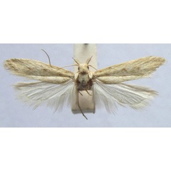 /filer/webapps/moths/media/images/C/concreta_Phthorimaea_LT_BMNH.jpg