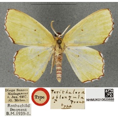 /filer/webapps/moths/media/images/O/oblongula_Perithalera_HT_BMNH.jpg