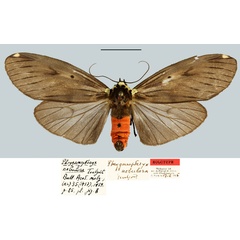 /filer/webapps/moths/media/images/N/nebulosa_Phryganopteryx_HT_MNHN.jpg