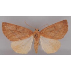 /filer/webapps/moths/media/images/D/diasporas_Terpnostola_AF_BMNH.jpg