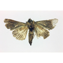 /filer/webapps/moths/media/images/L/limbirena_Ctenoplusia_LT_MNHN_02.jpg