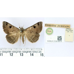 /filer/webapps/moths/media/images/J/judicans_Ophiusa_HT_BMNH.jpg