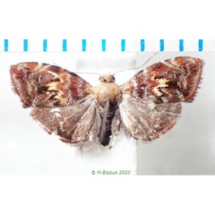 /filer/webapps/moths/media/images/E/emplecta_Anthophila_AM_Bippus.jpg