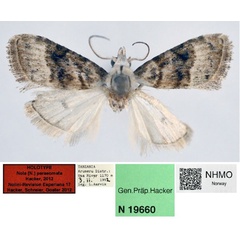/filer/webapps/moths/media/images/P/parasomata_Nola_HT_NHMO.jpg