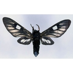 /filer/webapps/moths/media/images/E/efulensis_Thyrogonia_HT_CMP_01.jpg