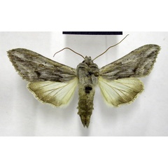 /filer/webapps/moths/media/images/D/daedalis_Cucullia_A_TMSA_01.jpg