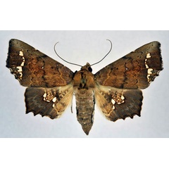 /filer/webapps/moths/media/images/G/gomphiona_Episparis_AF_NHMO.jpg