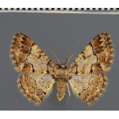 /filer/webapps/moths/media/images/E/euryganthus_Zamarada_AF_Fiebig.jpg