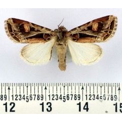 /filer/webapps/moths/media/images/S/sagitta_Aspidifrontia_AF_BMNH.jpg