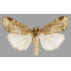 /filer/webapps/moths/media/images/D/dasychira_Phycitimorpha_AM_RMCA.jpg