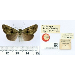 /filer/webapps/moths/media/images/L/labandodes_Eudrapa_HT_BMNH.jpg