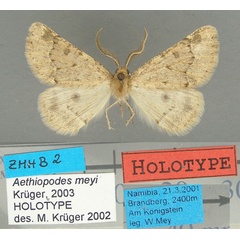 /filer/webapps/moths/media/images/M/meyi_Aethiopodes_HT_TMSA.jpg