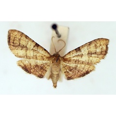 /filer/webapps/moths/media/images/C/carcealis_Hapana_AM_TMSA.jpg
