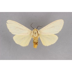 /filer/webapps/moths/media/images/M/milloti_Toulgarctia_PT_BMNH.jpg