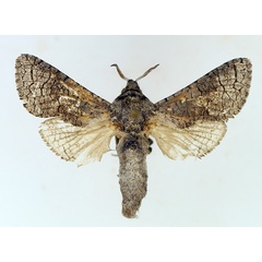 /filer/webapps/moths/media/images/W/windhoekensis_Brachylia_AM_TMSA_02.jpg