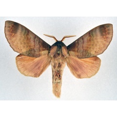/filer/webapps/moths/media/images/P/purpurascens_Dollmania_AM_NHMO.jpg